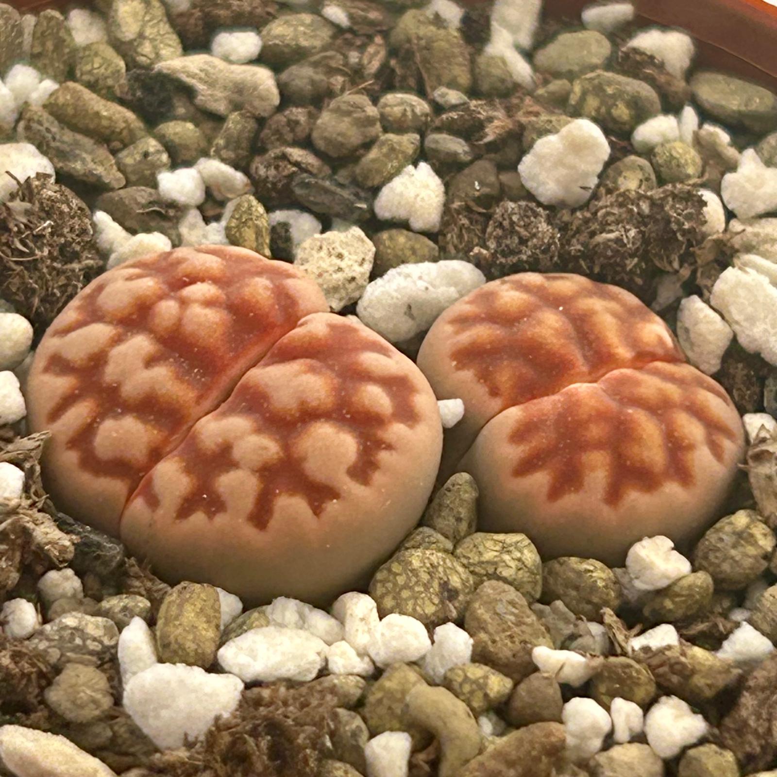 Lithops Karasmontana "Piedra Viva"